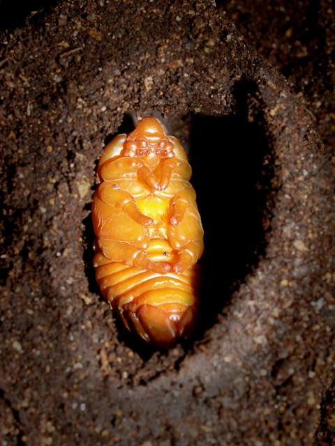 Mummia aliena (Oryctes nasicornis)